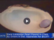 Appraisal for rare lavender pearl found at Delaware restaurant comes back