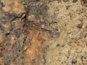 ‘Princely’ tomb of Hun warrior unearthed in Romania