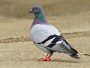 Laboratory Color Nomenclature: Gemological Science or Marketing? pigeon