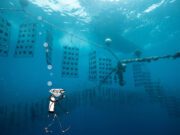GIA Diving In: Adds ‘Hanadama’ Quality Range
