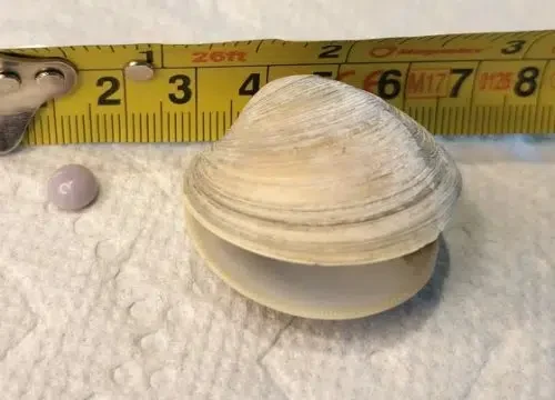 Phoenixville Man Unearths Rare Purple Pearl in Clam Dish at Delaware Restaurant