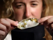 Lot 102 – The Famous Abernethy Pearl brings £93,000: Lyon & Turnbull Auctioneers