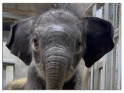 “IT’S A BOY!” … A Really BIG Boy! … A 262-Pound Baby Elephant Named Jet