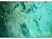 Photomicrography: Images from Within, by Sammantha Maclachlan