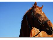 Gemologist to Win: Race-by-race tips and previews for Sunday’s meeting at Gunnedah