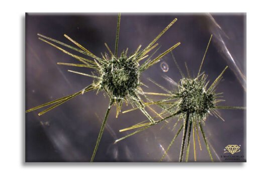 Photomicrography: Images from Within, Images by Sammantha Maclachlan