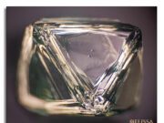 Scoping It Out: Photomicrography from Melissa Scarani