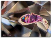 Scoping It Out: Photomicrography from Melissa Scarani