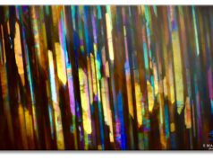 Photomicrography: Images from Within by Sammantha Maclachlan