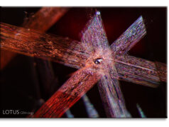 Into the Stone: Photomicrography from E. Billie Hughes