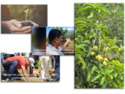 From Gem Pits to Mangoes