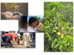 From Gem Pits to Mangoes