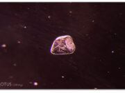 Into the Stone: Photomicrography from E. Billie Hughes