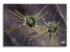 Photomicrography: Images from Within by Sammantha Maclachlan
